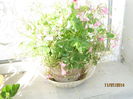 oxalis, foarte harnic