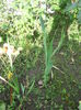 boboci de gladiola