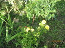 minirosa galben
