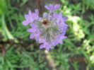 lavanda