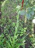 tuberosa