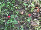 ipomeea coccinea