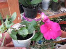 impatiens simplu ciclam