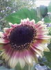 IMG_20140711_205340