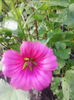 malope
