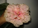 DSC08854
