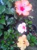 floare17