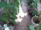 FLOREA 51
