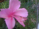 97335911_RUHOBRE