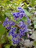 duranta