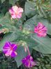 mirabilis