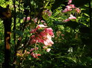 DSCN7244