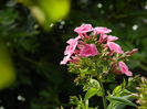 DSCN7299