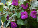 DSCN7355