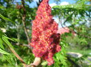 RHUS TYPINA