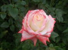 imp. farah