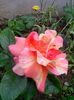 sorbet fruita