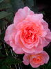 IMG_20140711_201221