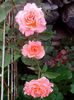 IMG_20140711_201237