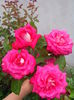 IMG_20140711_200525