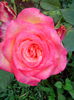IMG_20140711_200554