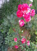 IMG_20140711_200707