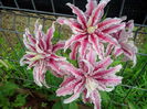 IMG_20140711_093258