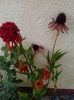 2 echinacea de la  Diana