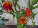echinacea hot papaya