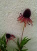 echinacea hot summer