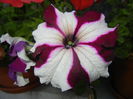 Petunia (2014, July 07)
