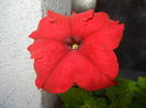 Red Petunia (2014, July 07)