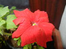 Red Petunia (2014, July 07)