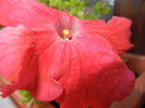 Red Petunia (2014, July 07)
