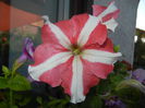 Petunia (2014, July 07)