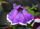 Blue & White Petunia (2014, July 07)