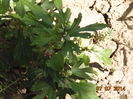 DSC03710