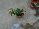 DSC03693 - Copy