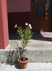 DSC03716