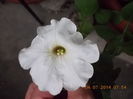 4 iulie 2014 027