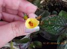 12 iulie 2014-flori 041