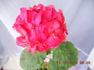 DSCN3275