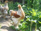 Picture 77 229
