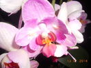 DSCN5675