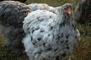 splash pullet