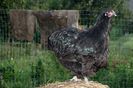black orpi pullet