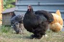 blk pullet