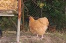 buff orpi cockerel
