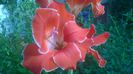 Gladiola pitica