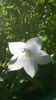 PLATYCODON